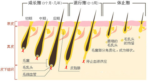 脫毛為什么一次性脫不干凈？原因在這里