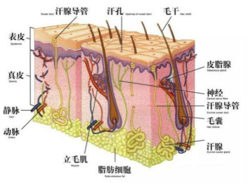 激光美容儀器有什么獨特之處？