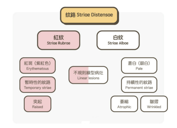 一文秒懂！妊娠紋肥胖紋保養(yǎng)、治療及預(yù)防全攻略